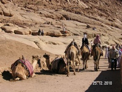 Караван верблюдов в Египте