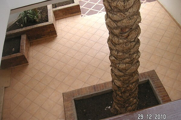 Пальма в отеле Карма - 2