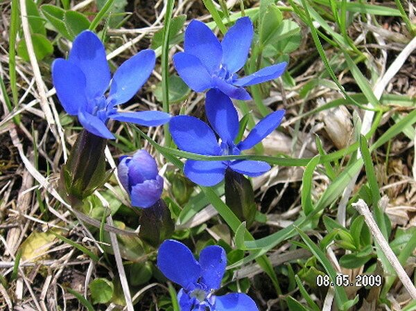 Синий Цветок с альпийского луга 