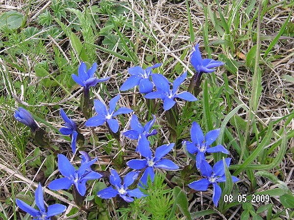 Синие Цветки с альпийского луга