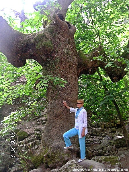 Старое дерево у семи источников
