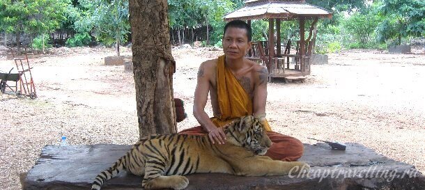 Тайский монах с тигрёнком