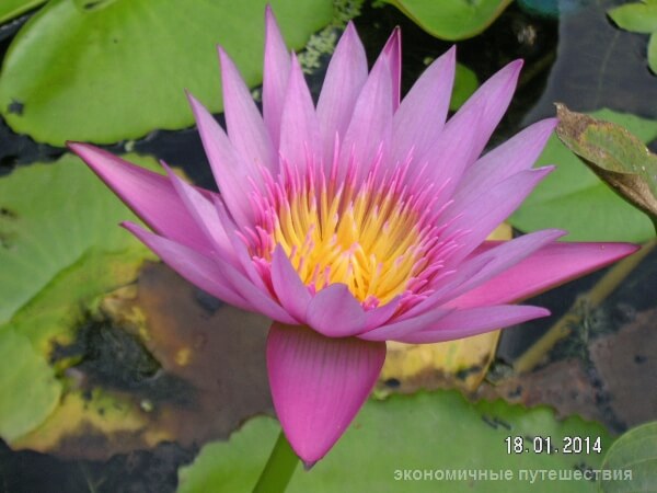 цветок кувшинка samui-progulki-po-choeng-monu