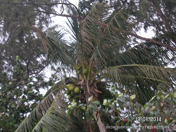 Кокосовая пальма с кокосами