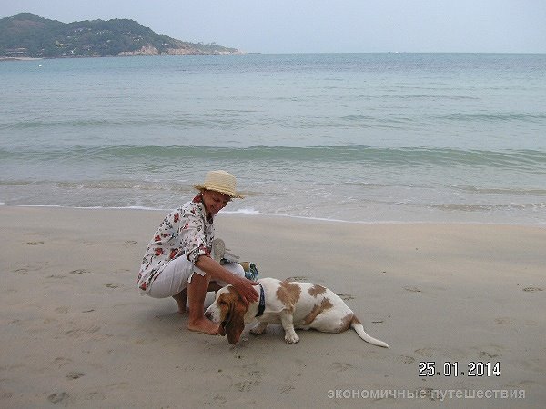 собака на пляже choengmon