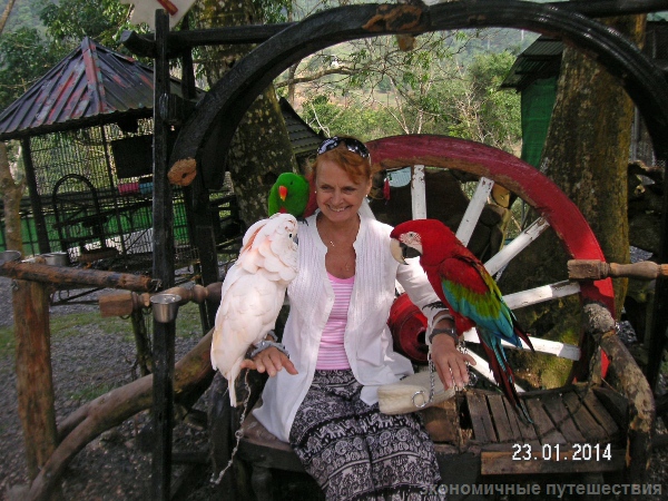 попугаи в samui-paradise-park