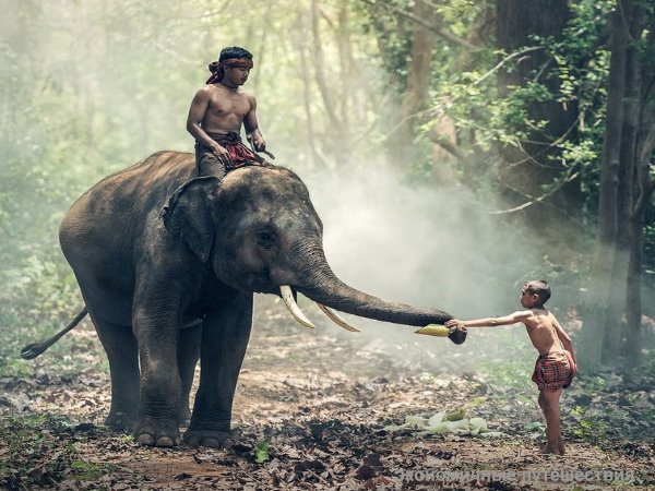 Слон и тайцы в джунглях